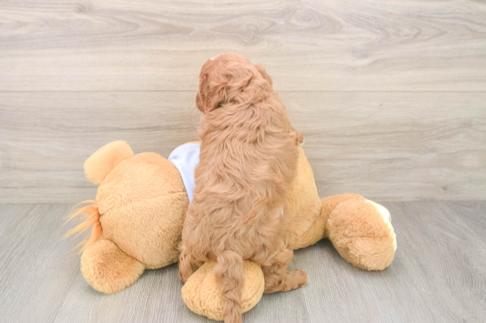 Best Cavapoo Baby