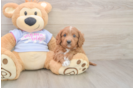 Cavapoo Pup Being Cute
