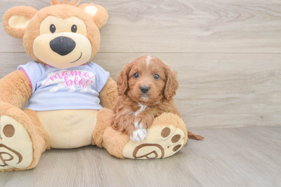 Cavapoo Pup Being Cute