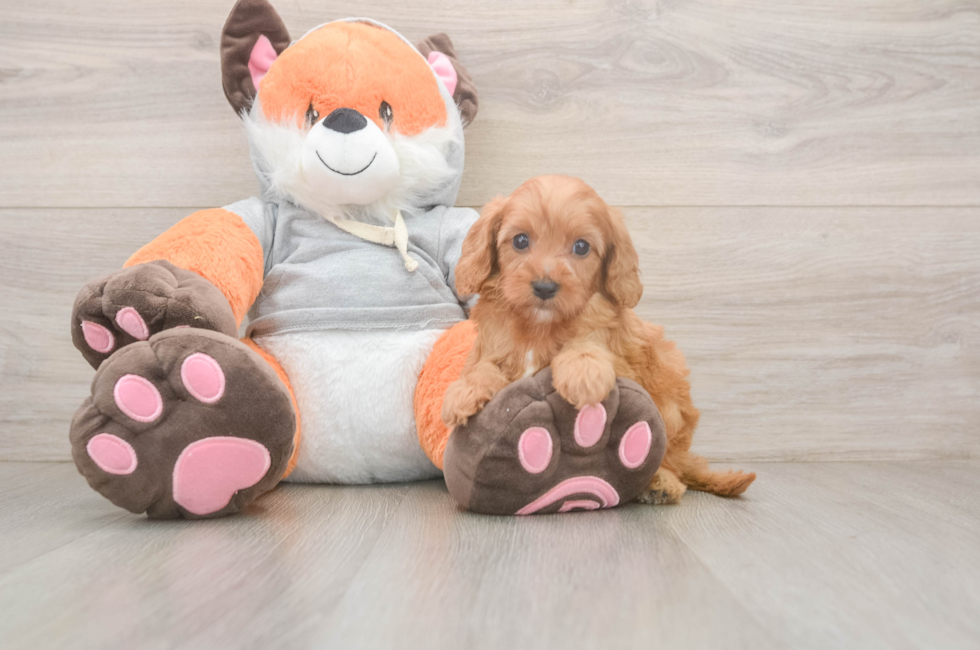 5 week old Cavapoo Puppy For Sale - Pilesgrove Pups