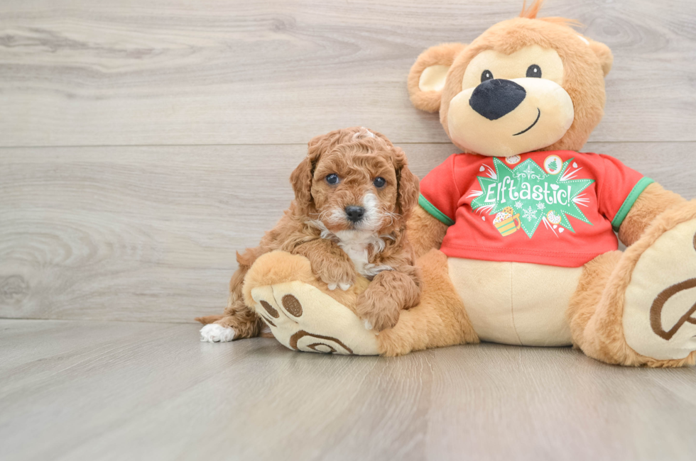 5 week old Cavapoo Puppy For Sale - Pilesgrove Pups