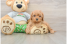 Cavapoo Puppy for Adoption