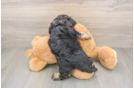 Smart Cavapoo Poodle Mix Pup