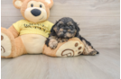 Happy Cavapoo Baby