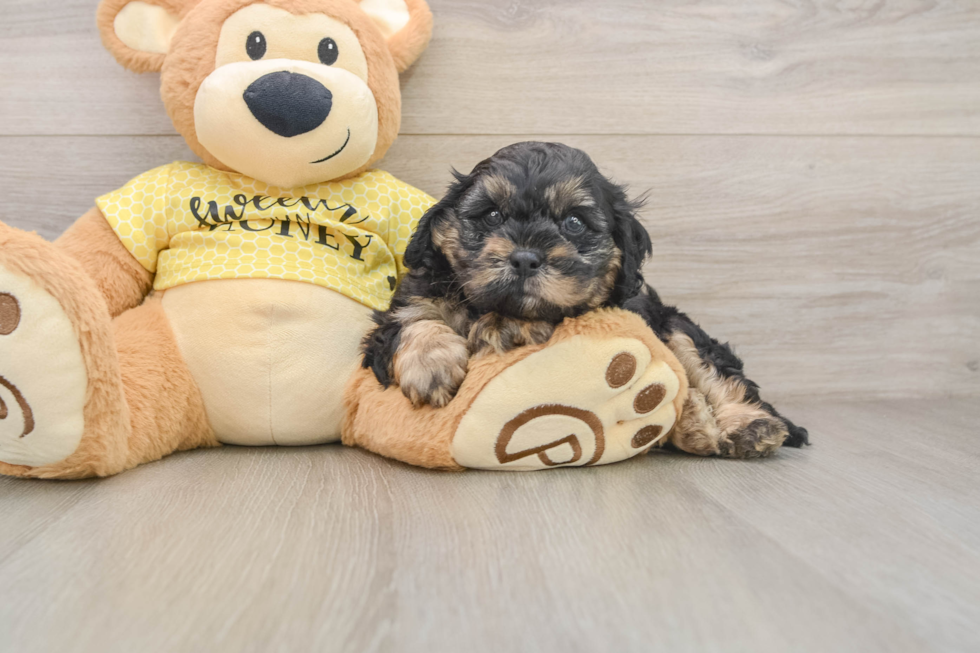 Happy Cavapoo Baby