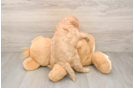 Small Cavapoo Baby