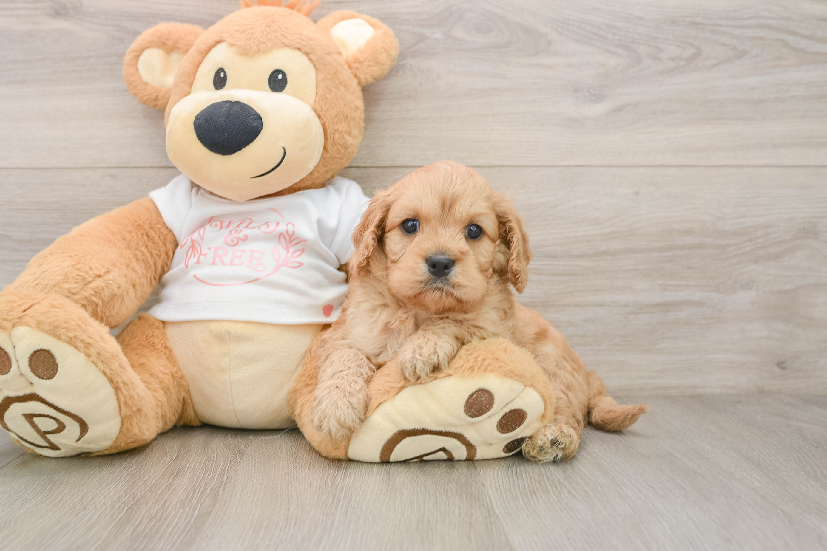Cavapoo Pup Being Cute