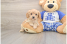 Cavapoo Puppy for Adoption