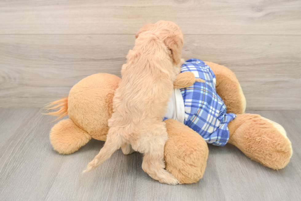 Happy Cavapoo Baby