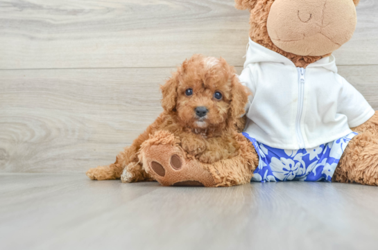 Cute Cavapoo Baby