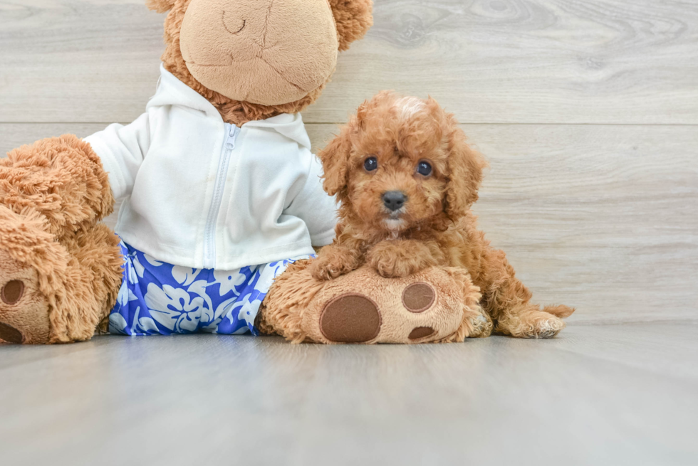 Cavapoo Puppy for Adoption