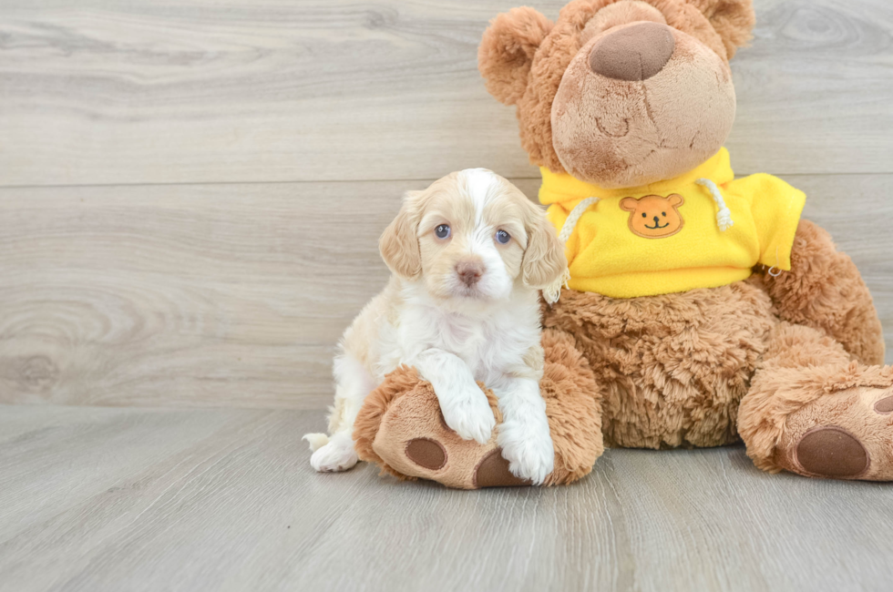 7 week old Cavapoo Puppy For Sale - Pilesgrove Pups