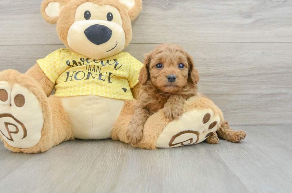 5 week old Cavapoo Puppy For Sale - Pilesgrove Pups