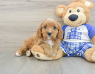 8 week old Cavapoo Puppy For Sale - Pilesgrove Pups