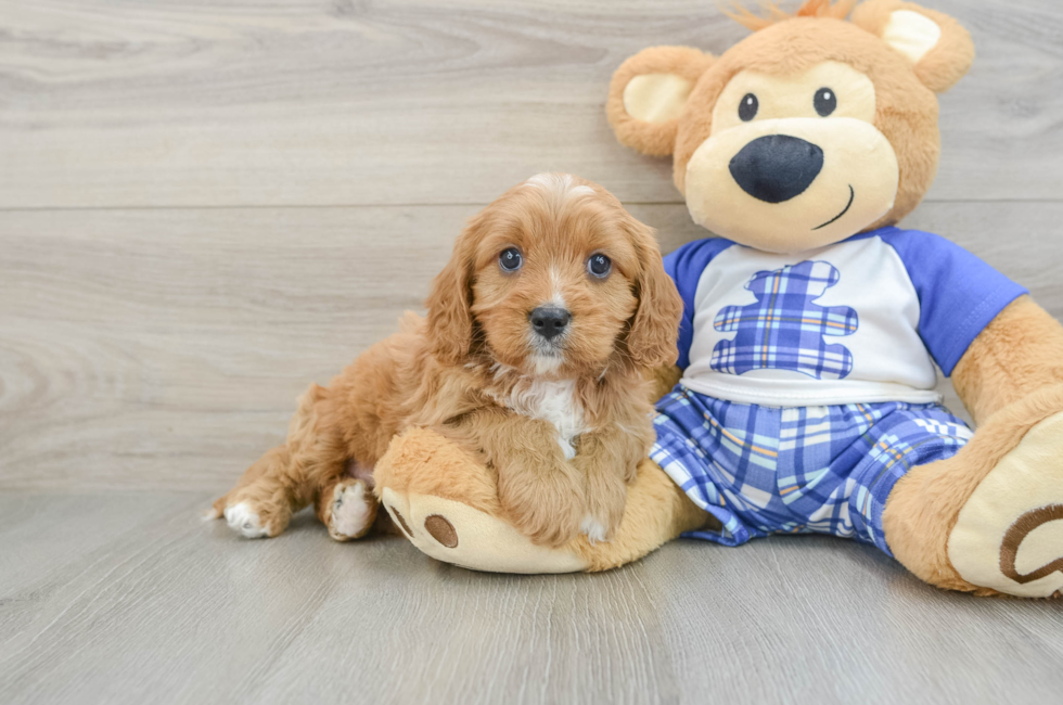 5 week old Cavapoo Puppy For Sale - Pilesgrove Pups