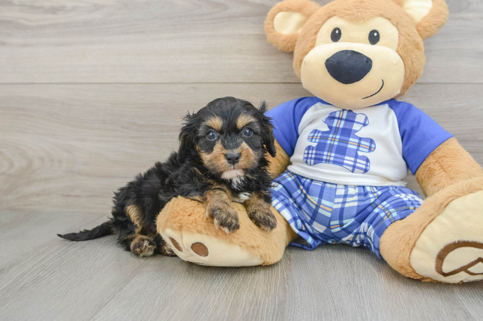 Little Cavipoo Poodle Mix Puppy