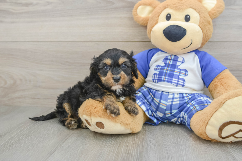 6 week old Cavapoo Puppy For Sale - Pilesgrove Pups
