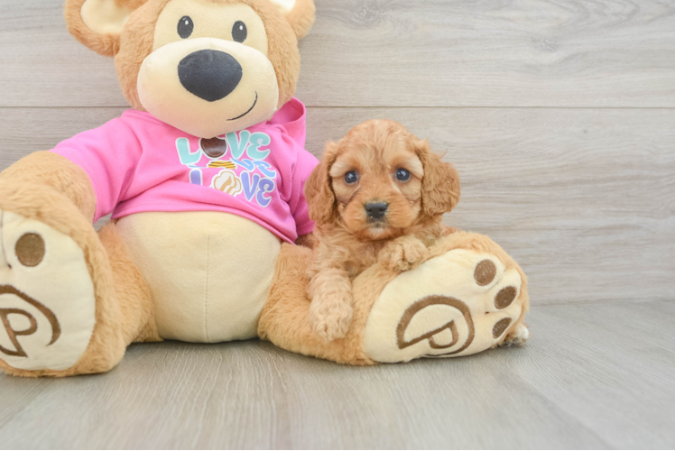 Hypoallergenic Cavadoodle Poodle Mix Puppy