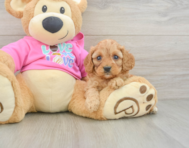 8 week old Cavapoo Puppy For Sale - Pilesgrove Pups