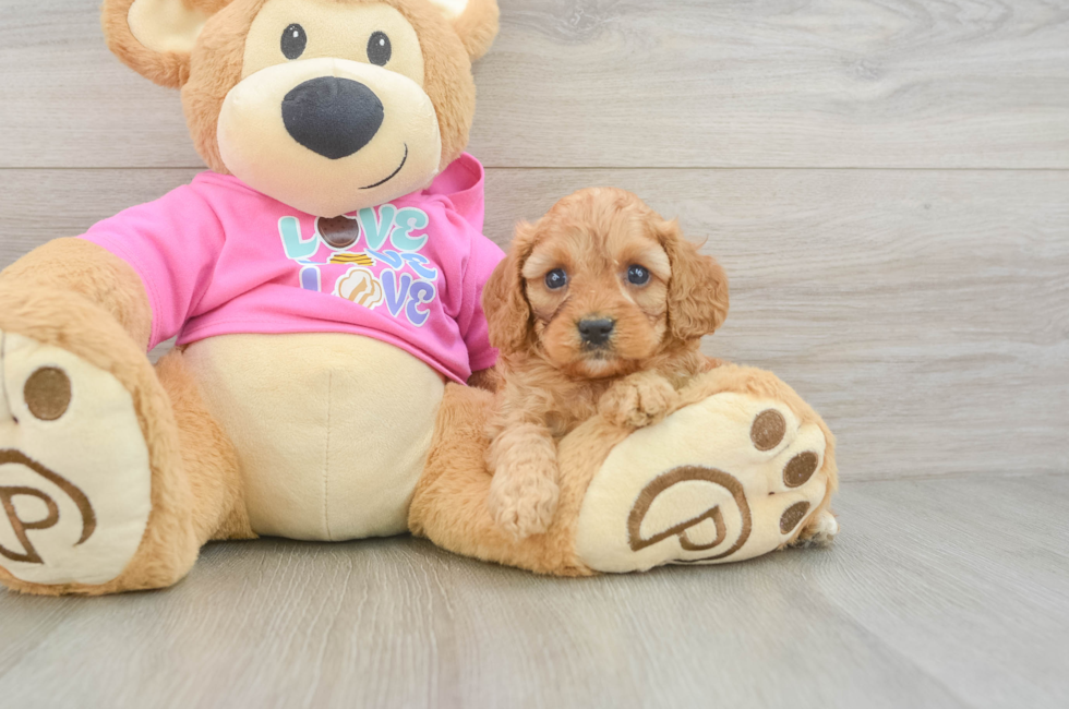 5 week old Cavapoo Puppy For Sale - Pilesgrove Pups