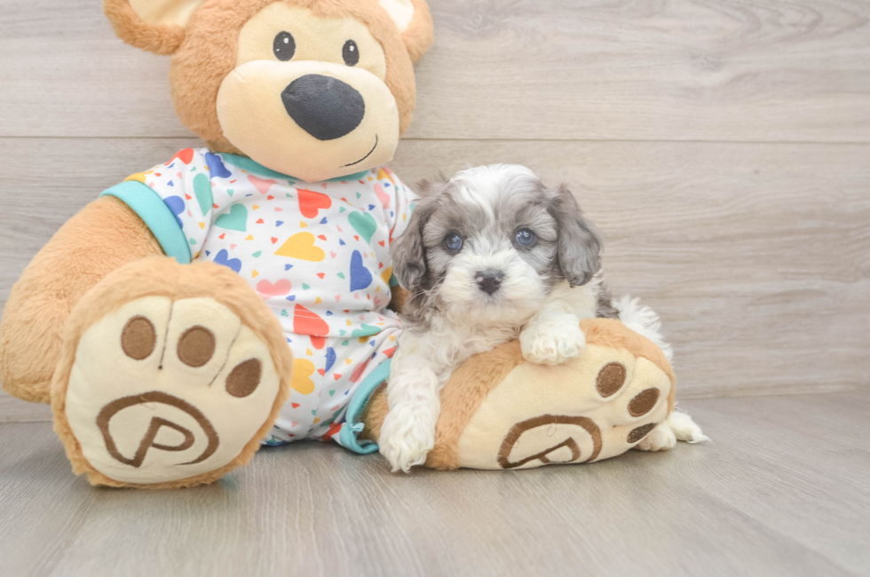 5 week old Cavapoo Puppy For Sale - Pilesgrove Pups