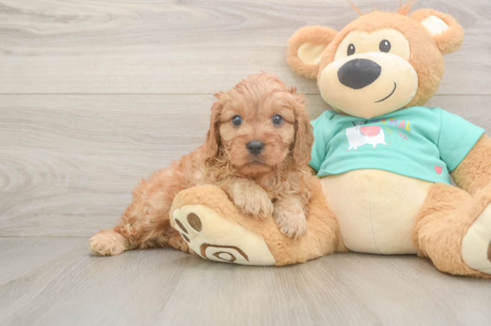6 week old Cavapoo Puppy For Sale - Pilesgrove Pups