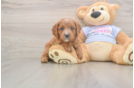 Cavapoo Puppy for Adoption