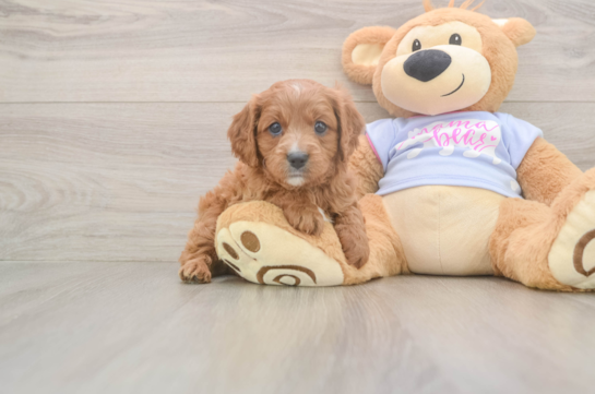 Cavapoo Puppy for Adoption