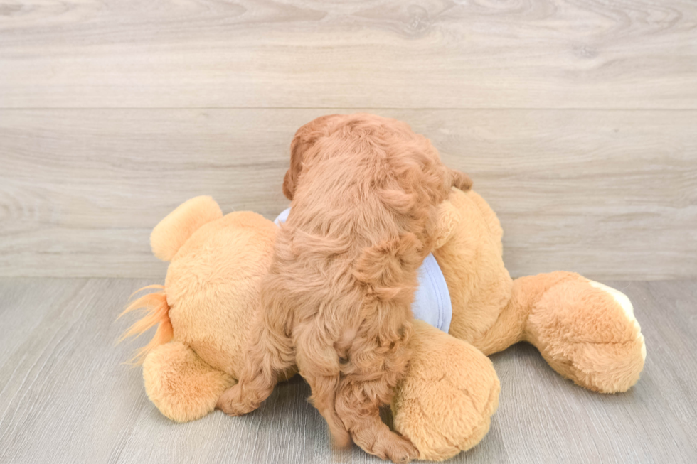 Cavapoo Pup Being Cute