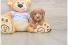 Happy Cavapoo Baby
