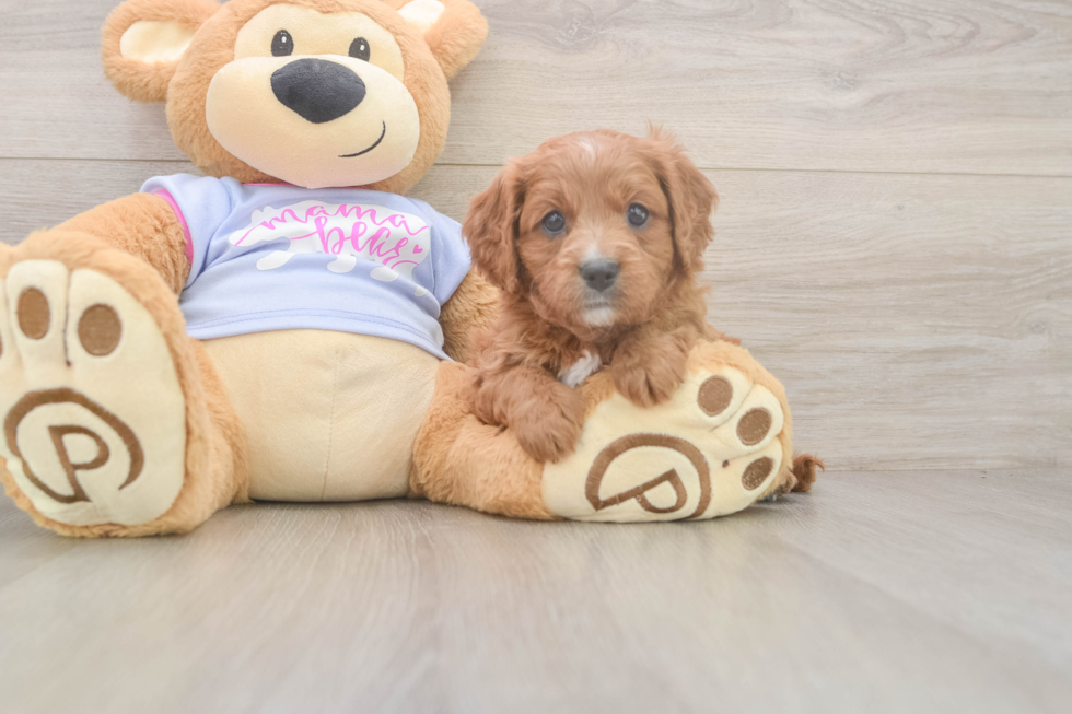 Happy Cavapoo Baby