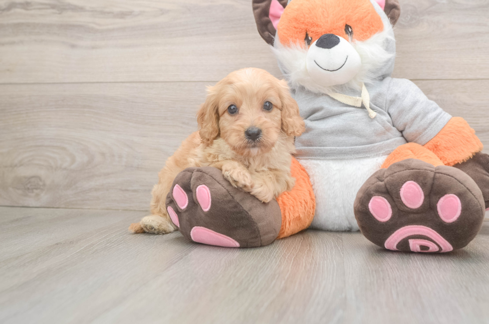 5 week old Cavapoo Puppy For Sale - Pilesgrove Pups