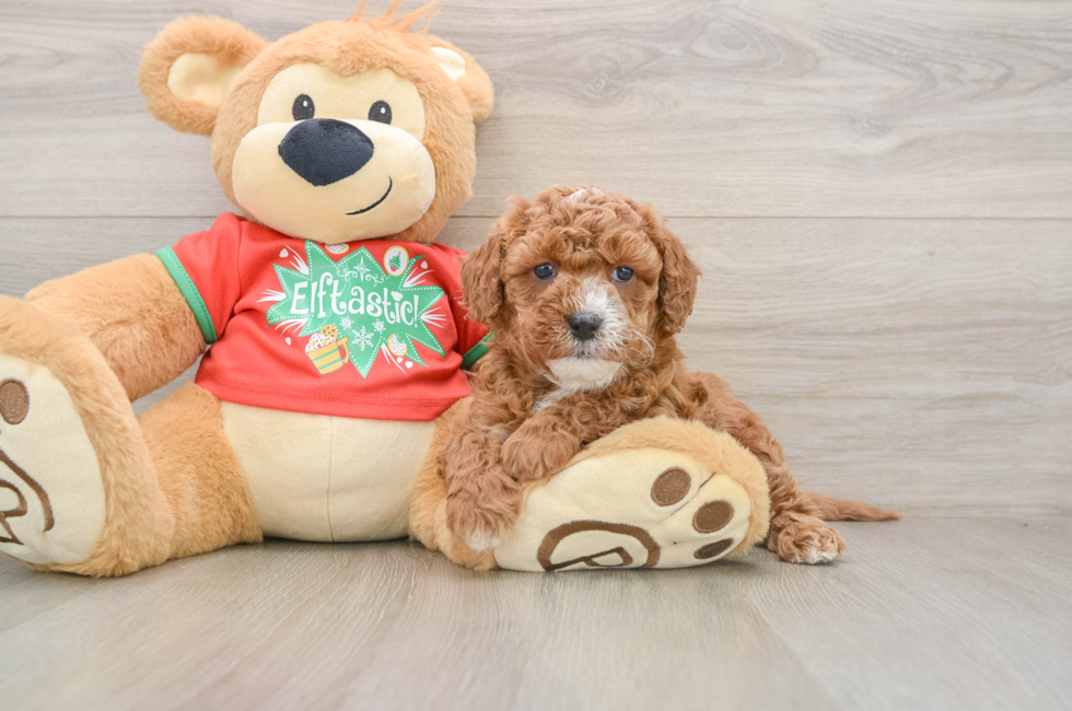 5 week old Cavapoo Puppy For Sale - Pilesgrove Pups