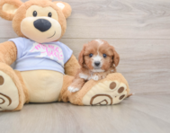 7 week old Cavapoo Puppy For Sale - Pilesgrove Pups