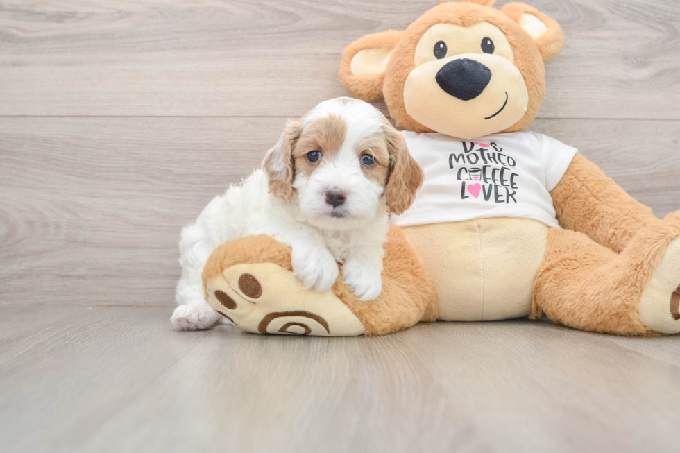 Cavapoo Pup Being Cute