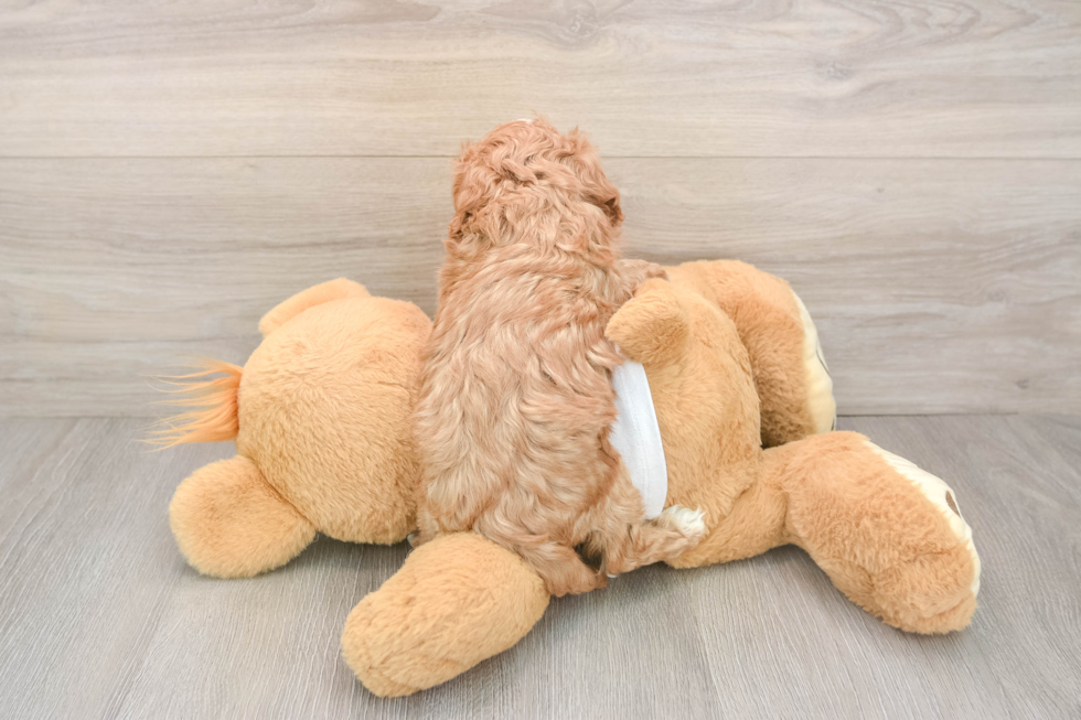 Cavapoo Pup Being Cute