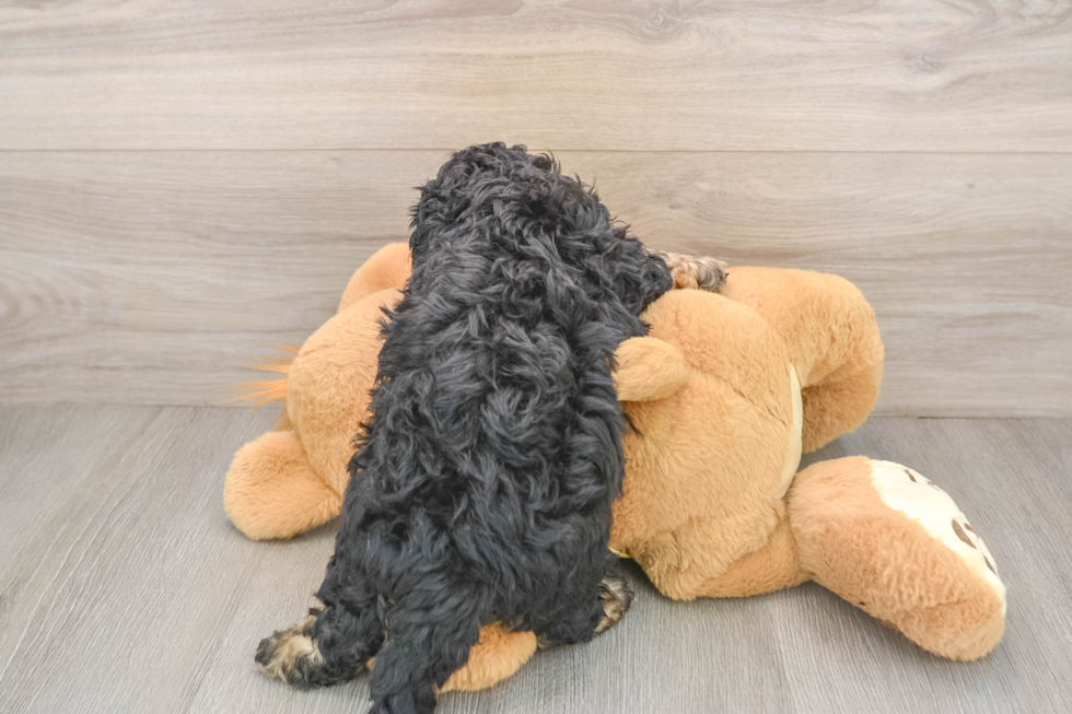 Little Cavipoo Poodle Mix Puppy