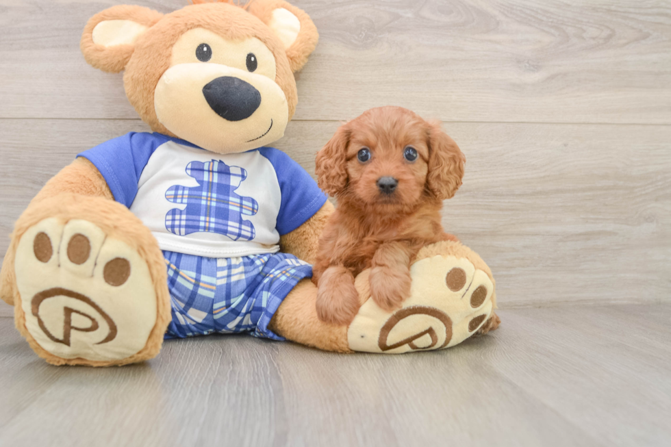 Best Cavapoo Baby