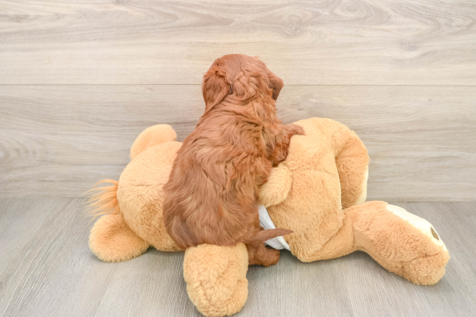 Best Cavapoo Baby