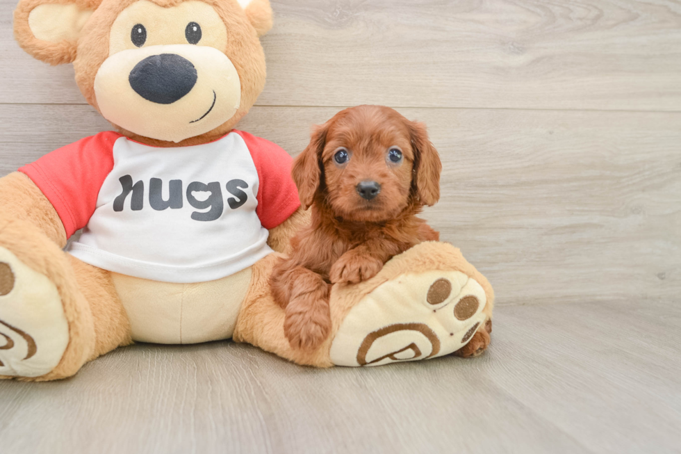 Best Cavapoo Baby