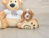 8 week old Cavapoo Puppy For Sale - Pilesgrove Pups