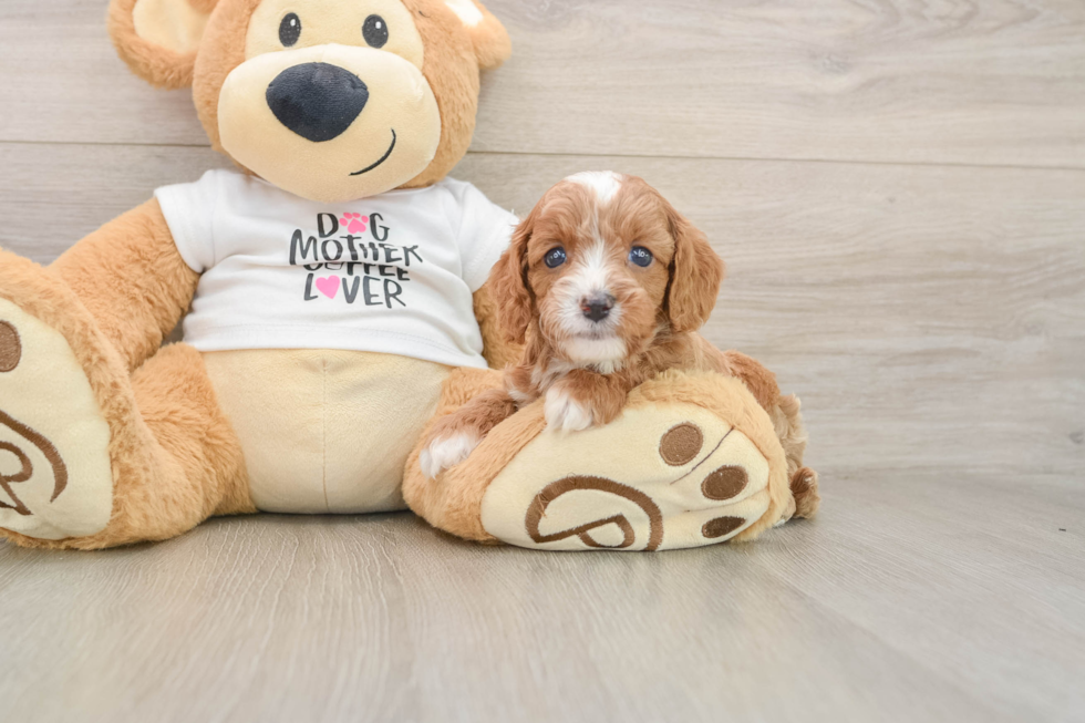 Best Cavapoo Baby
