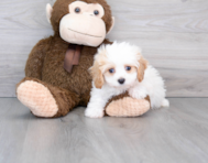 9 week old Cavapoo Puppy For Sale - Pilesgrove Pups