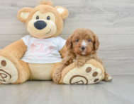 8 week old Cavapoo Puppy For Sale - Pilesgrove Pups