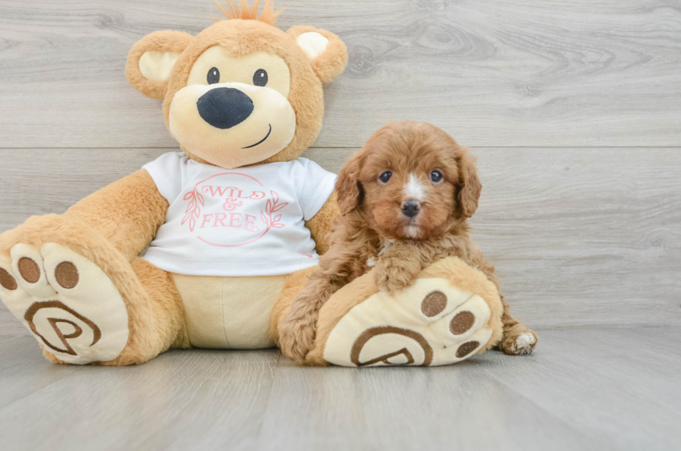 8 week old Cavapoo Puppy For Sale - Pilesgrove Pups