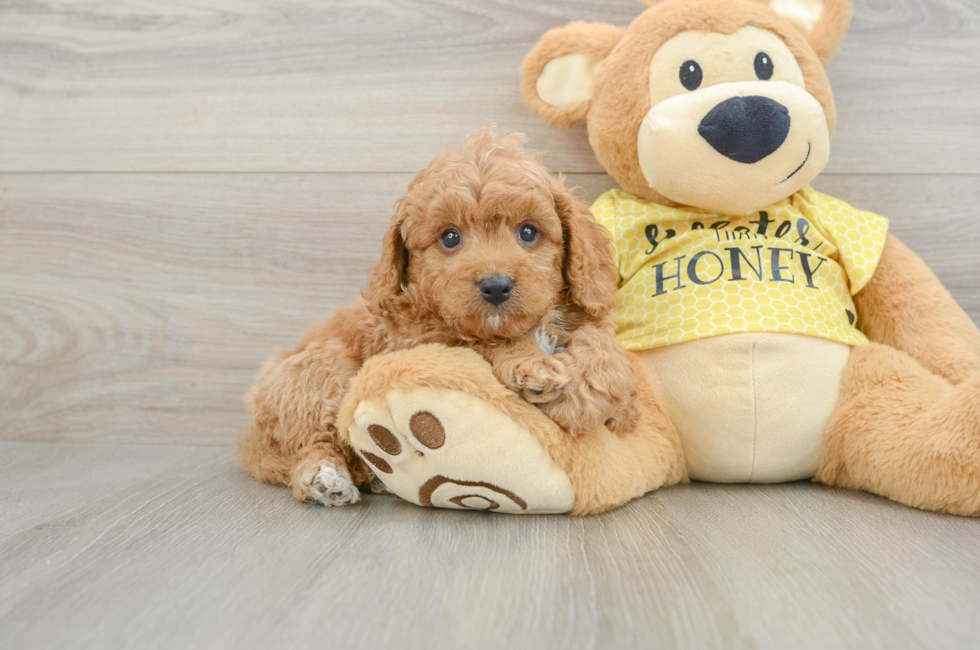 8 week old Cavapoo Puppy For Sale - Pilesgrove Pups