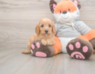 7 week old Cavapoo Puppy For Sale - Pilesgrove Pups