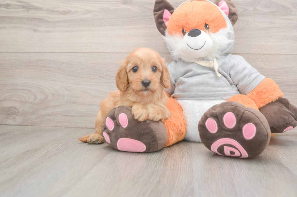 5 week old Cavapoo Puppy For Sale - Pilesgrove Pups