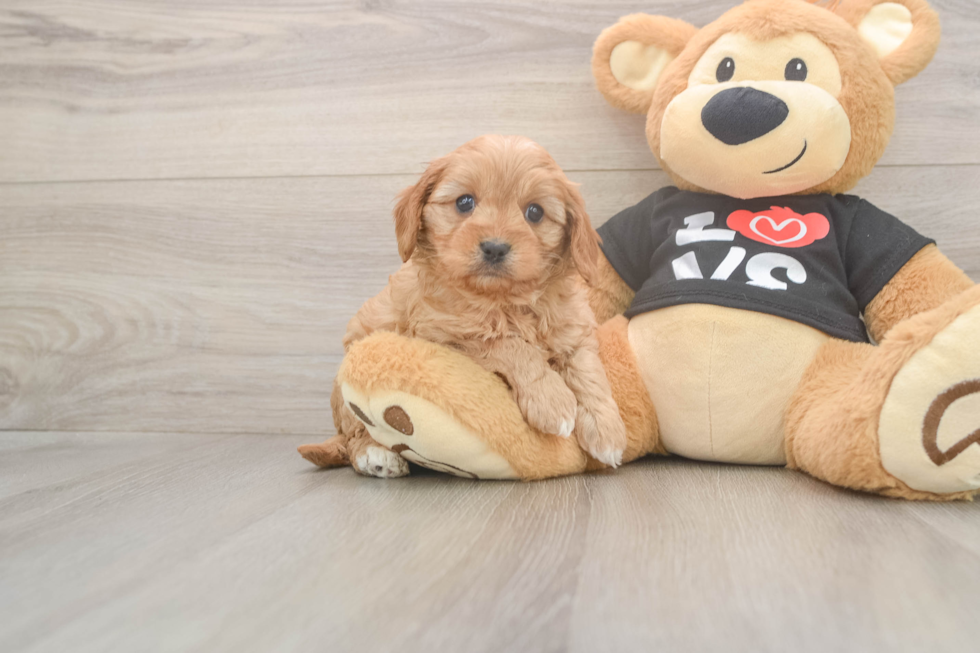 Cute Cavapoo Baby