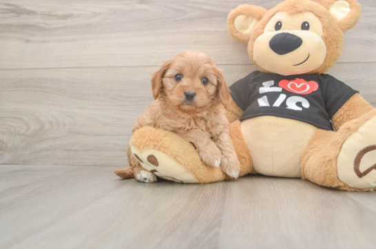 Cute Cavapoo Baby